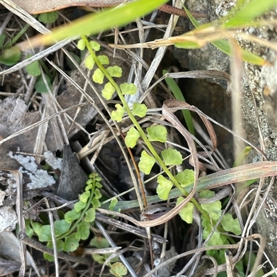 Asplenium flabellifolium (Necklace Fern) at Taylor, ACT - 17 Aug 2025 by Clarel
