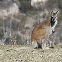 Notamacropus rufogriseus (Red-necked Wallaby) at Rendezvous Creek, ACT - 17 Aug 2025 by gnome54321