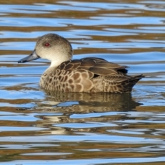 Anas gracilis (Grey Teal) at Monash, ACT - 16 Aug 2025 by gnome54321