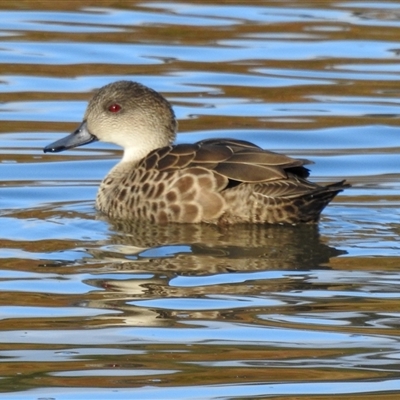 Anas gracilis (Grey Teal) at Monash, ACT - 16 Aug 2025 by gnome54321