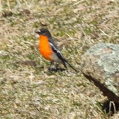 Petroica phoenicea (Flame Robin) at Rendezvous Creek, ACT - 17 Aug 2025 by gnome54321