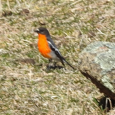 Petroica phoenicea (Flame Robin) at Rendezvous Creek, ACT - 17 Aug 2025 by gnome54321