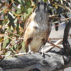 Falco berigora (Brown Falcon) at Rendezvous Creek, ACT - 17 Aug 2025 by gnome54321