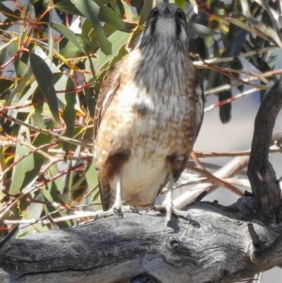 Falco berigora (Brown Falcon) at Rendezvous Creek, ACT - 17 Aug 2025 by gnome54321