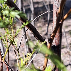 Acacia parramattensis at Watson, ACT - 11 Aug 2025 by abread111