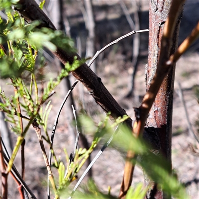 Acacia parramattensis at Watson, ACT - 11 Aug 2025 by abread111