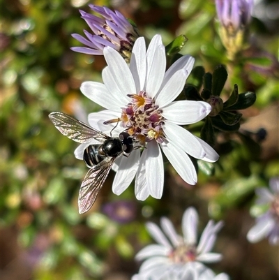 Melangyna collata (A hover fly) at Monash, ACT - 17 Aug 2025 by jackQ
