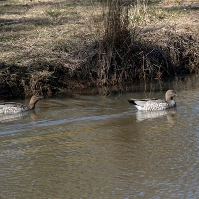 Chenonetta jubata (Australian Wood Duck) at Weetangera, ACT - 6 Aug 2025 by AlisonMilton