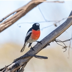Petroica boodang (Scarlet Robin) at Hawker, ACT - 6 Aug 2025 by AlisonMilton