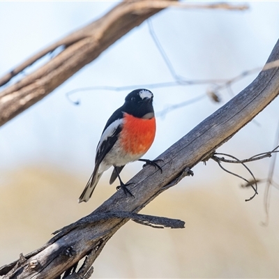 Petroica boodang (Scarlet Robin) at Hawker, ACT - 6 Aug 2025 by AlisonMilton