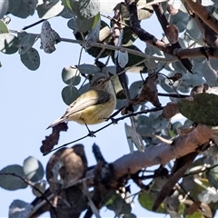 Smicrornis brevirostris (Weebill) at Hawker, ACT - 6 Aug 2025 by AlisonMilton