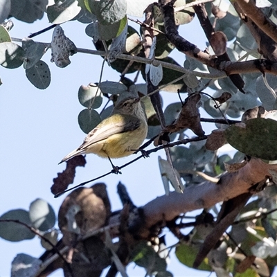 Smicrornis brevirostris (Weebill) at Hawker, ACT - 6 Aug 2025 by AlisonMilton