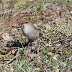 Malurus cyaneus (Superb Fairywren) at Hawker, ACT - 6 Aug 2025 by AlisonMilton