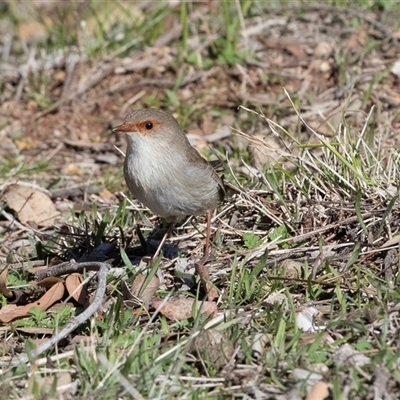 Malurus cyaneus (Superb Fairywren) at Hawker, ACT - 6 Aug 2025 by AlisonMilton