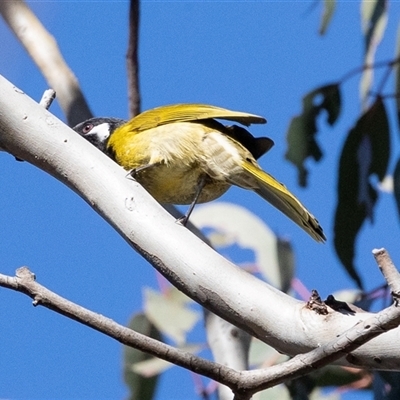 Nesoptilotis leucotis (White-eared Honeyeater) at Hawker, ACT - 6 Aug 2025 by AlisonMilton