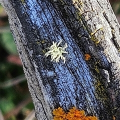 Usnea sp. (genus) at Hawker, ACT - 14 Aug 2025 by sangio7