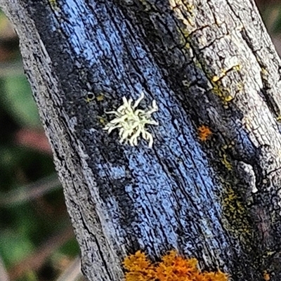 Usnea sp. (genus) at Hawker, ACT - 14 Aug 2025 by sangio7