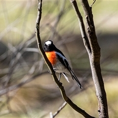 Petroica boodang (Scarlet Robin) at Hawker, ACT - 6 Aug 2025 by AlisonMilton