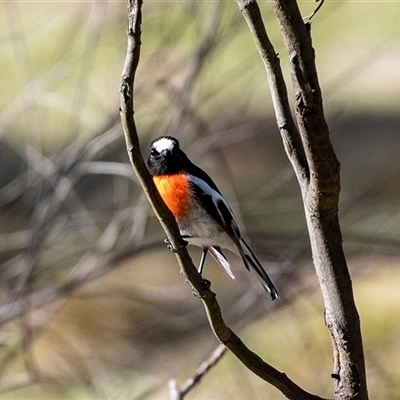 Petroica boodang (Scarlet Robin) at Hawker, ACT - 6 Aug 2025 by AlisonMilton