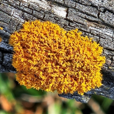 Teloschistes sp. (genus) at Hawker, ACT - 14 Aug 2025 by sangio7