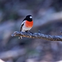 Petroica boodang (Scarlet Robin) at Hawker, ACT - 6 Aug 2025 by AlisonMilton