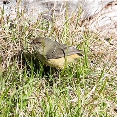 Acanthiza reguloides (Buff-rumped Thornbill) at Hawker, ACT - 6 Aug 2025 by AlisonMilton