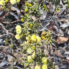 Acacia gunnii (Ploughshare Wattle) at Kambah, ACT - 16 Aug 2025 by galah681