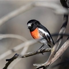 Petroica boodang (Scarlet Robin) at Hawker, ACT - 6 Aug 2025 by AlisonMilton