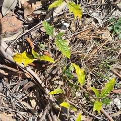 Solanum cinereum (Narrawa Burr) at Kambah, ACT - 16 Aug 2025 by galah681