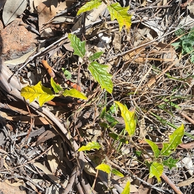 Solanum cinereum (Narrawa Burr) at Kambah, ACT - 16 Aug 2025 by galah681