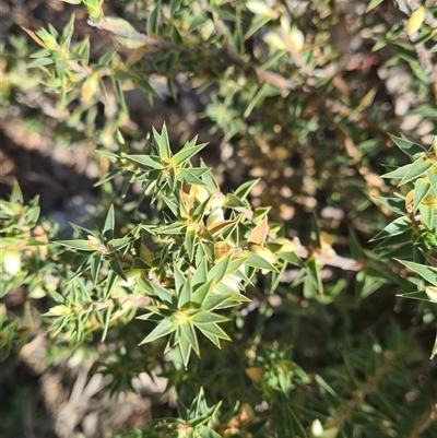 Melichrus urceolatus (Urn Heath) at Kambah, ACT - 16 Aug 2025 by galah681