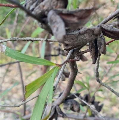 Hakea salicifolia (Willow-leaved Hakea) at Kambah, ACT - 16 Aug 2025 by galah681