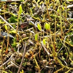 Rosulabryum campylothecium at Hawker, ACT - 14 Aug 2025 by sangio7