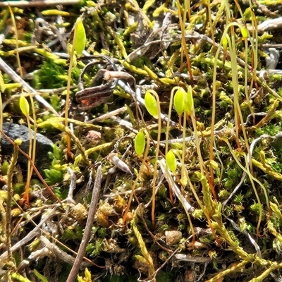 Rosulabryum campylothecium at Hawker, ACT - 14 Aug 2025 by sangio7