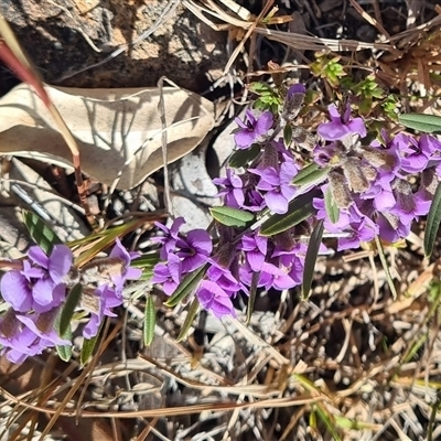 Hovea heterophylla (Common Hovea) at Kambah, ACT - 16 Aug 2025 by galah681