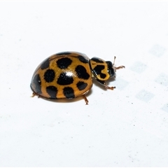 Harmonia conformis (Common Spotted Ladybird) at Higgins, ACT - 17 Aug 2025 by AlisonMilton