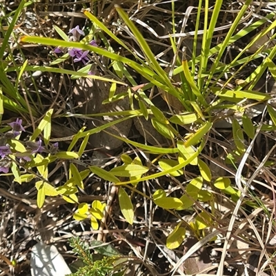 Hovea heterophylla (Common Hovea) at Kambah, ACT - 16 Aug 2025 by galah681