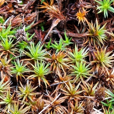 Polytrichaceae sp. (family) at Hawker, ACT - 14 Aug 2025 by sangio7