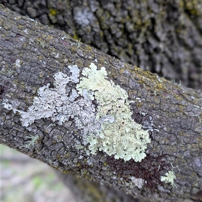 Lichen - foliose at Watson, ACT - 14 Aug 2025 by Katelikesbugs