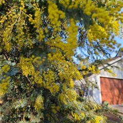 Acacia baileyana (Cootamundra Wattle, Golden Mimosa) at Hackett, ACT - 10 Aug 2025 by Katelikesbugs