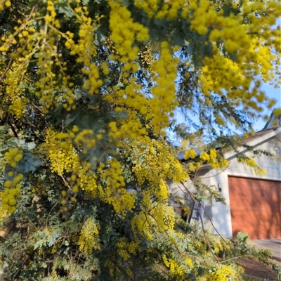 Acacia baileyana (Cootamundra Wattle, Golden Mimosa) at Hackett, ACT - 10 Aug 2025 by Katelikesbugs