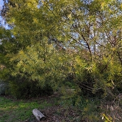 Acacia boormanii (Snowy River Wattle) at Hackett, ACT - 10 Aug 2025 by Katelikesbugs