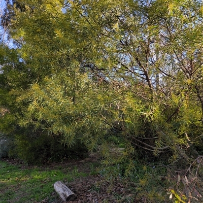 Acacia boormanii (Snowy River Wattle) at Hackett, ACT - 10 Aug 2025 by Katelikesbugs