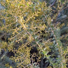 Acacia cultriformis (Knife Leaf Wattle) at Hackett, ACT - 10 Aug 2025 by Katelikesbugs