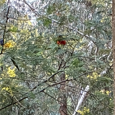 Trichoglossus moluccanus (Rainbow Lorikeet) at Ivanhoe, VIC - 7 Aug 2025 by FOS