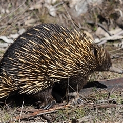 Tachyglossus aculeatus (Short-beaked Echidna) at Forde, ACT - 14 Aug 2025 by TimL