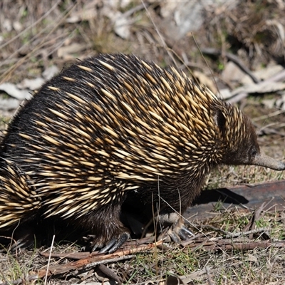 Tachyglossus aculeatus (Short-beaked Echidna) at Forde, ACT - 14 Aug 2025 by TimL