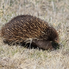 Tachyglossus aculeatus (Short-beaked Echidna) at Throsby, ACT - 14 Aug 2025 by TimL