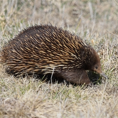 Tachyglossus aculeatus (Short-beaked Echidna) at Throsby, ACT - 14 Aug 2025 by TimL