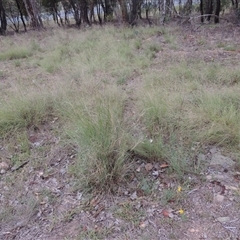 Eragrostis curvula (African Lovegrass) at Theodore, ACT - 23 Jan 2025 by MichaelBedingfield